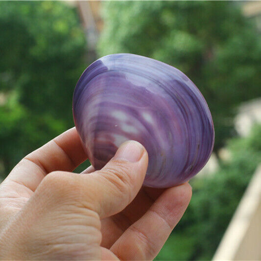 1 Piece Fine Polished Shell Purple Clam Seashells Shells DIY Crafts Decor HH6969