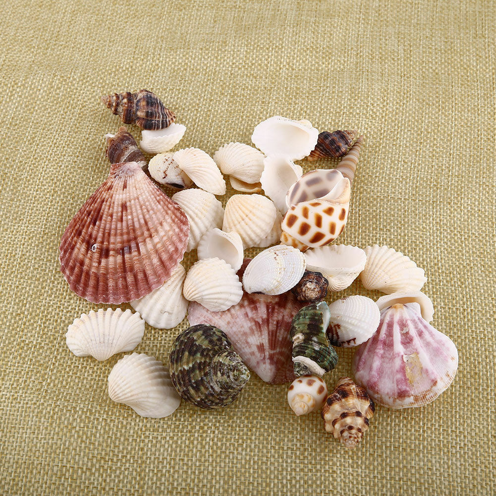 Approx 100g Aquarium Beach Nautical DIY Shells Mixed Bulk Sea Shell Fash;AUJ SJ