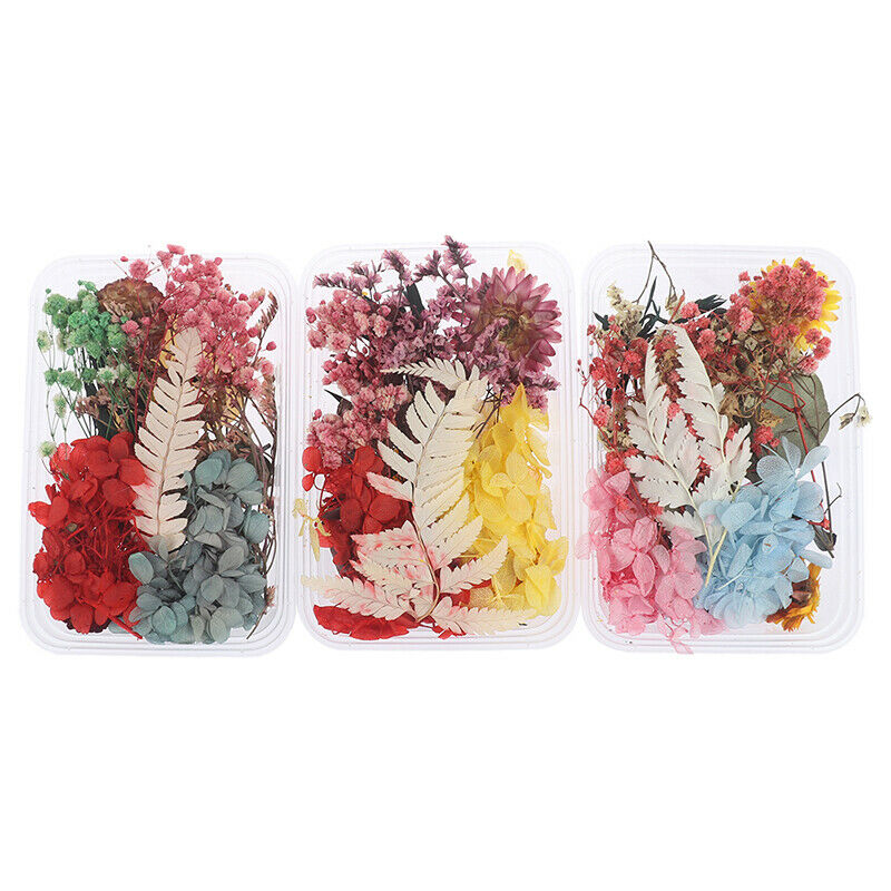 Mix Beautiful Real Dried Flowers Natural Floral for Art Craft Scrapbooking Re DF