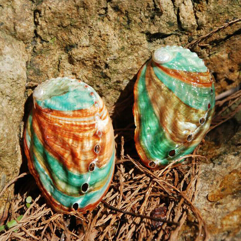 2pcs 6-7cm Abalone shell natural conch DIY handmade material photography .l8