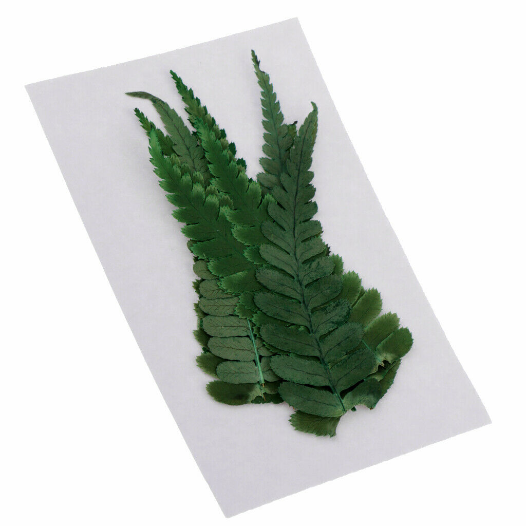 20 Natural Pressed Fern Leaves Dried Flowers Real Press Dry Flowers For Nails