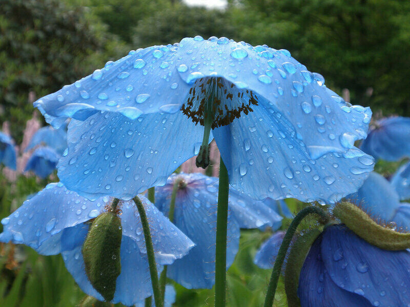 50PCS Blue Himalayan Poppy Meconopsis Grandis Home Garden Beautiful High Quality