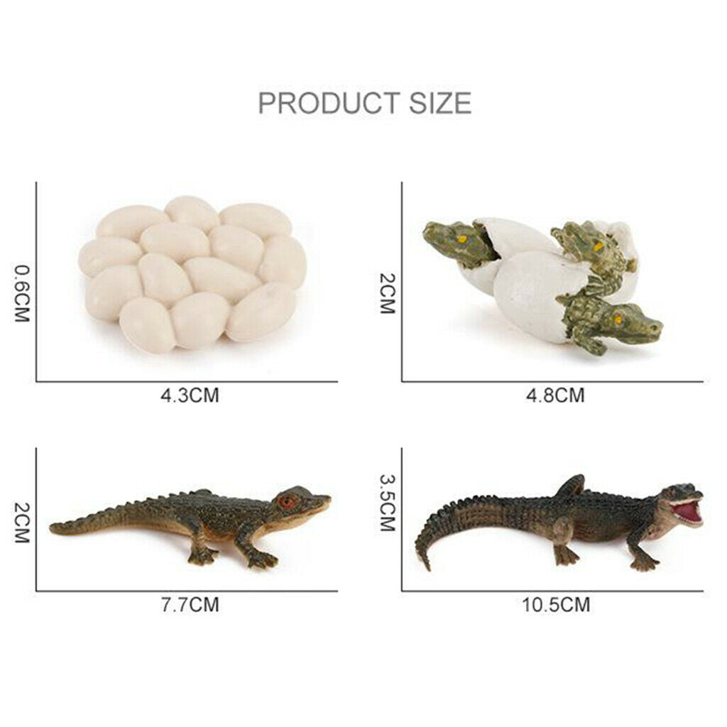 2X Nature Life Cycle Alligator Playset Pre-school Biology Toys Themed Party