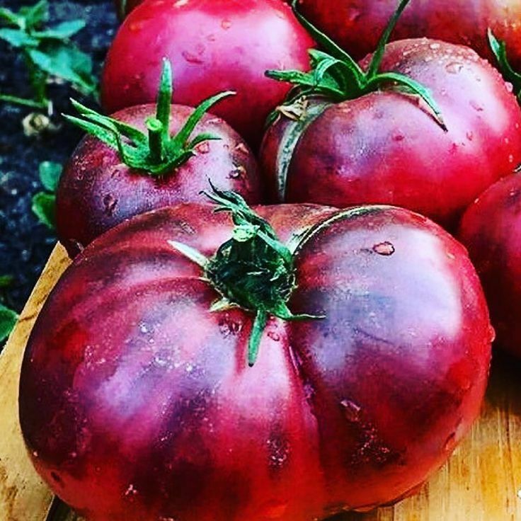 100PCS Seeds Giant Purple Tomato Cherokee Organic Edible Vegetables Home Garden
