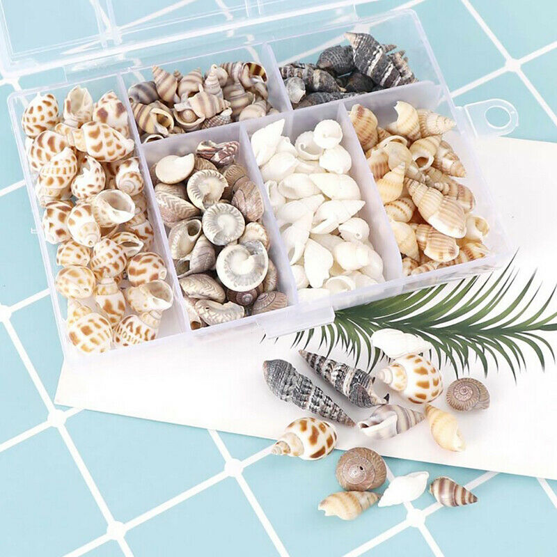 Natural Conch Shells Mini Conch Corn Screw Home Decoration Aquarium LandscapFCA