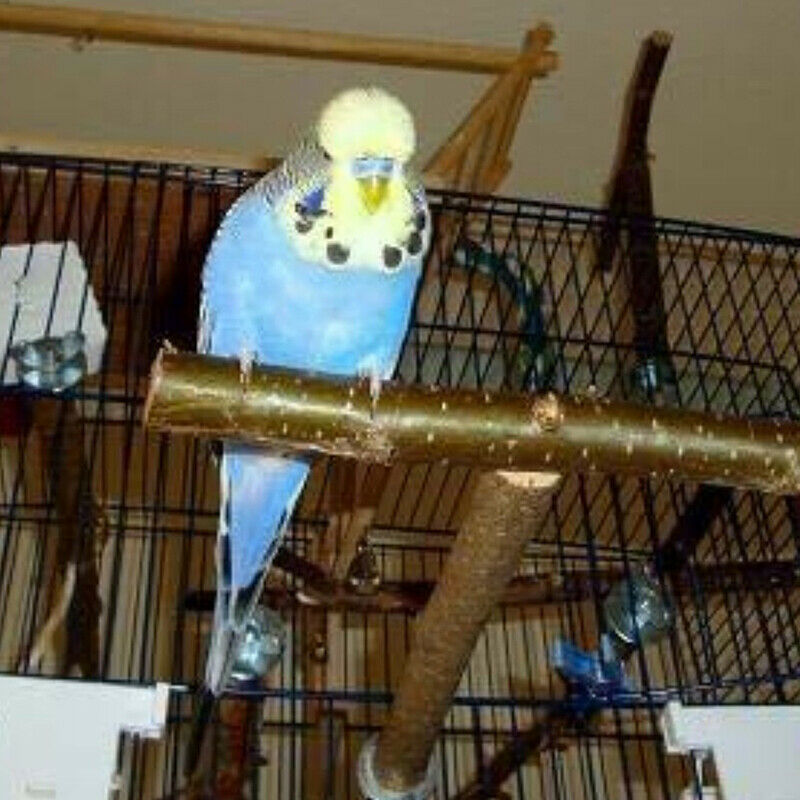 Parrot Bird Stand Bar Parrot Toys Swing Pet Bracket Wooden Rest Perches B.l8