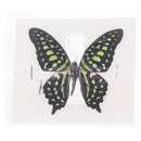 1pc Random Butterfly Specimen Folded Real Insects Wholesale Butterfly Speci Lt