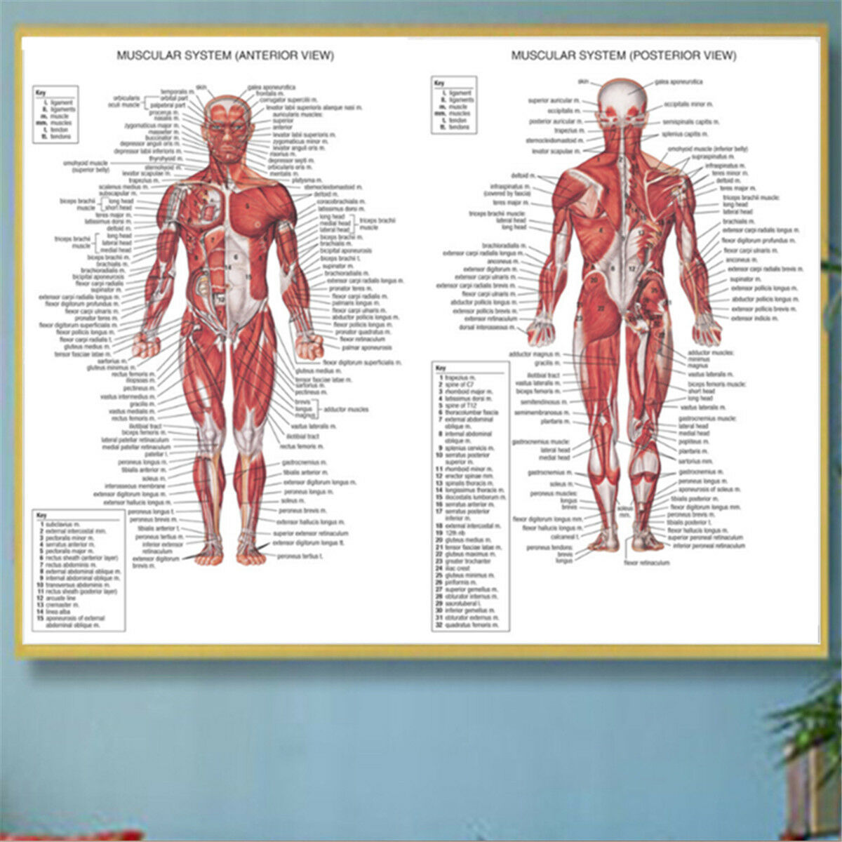 Human Body Muscle System Anatomy Chart Educational Posters Home Decor 70X50CM