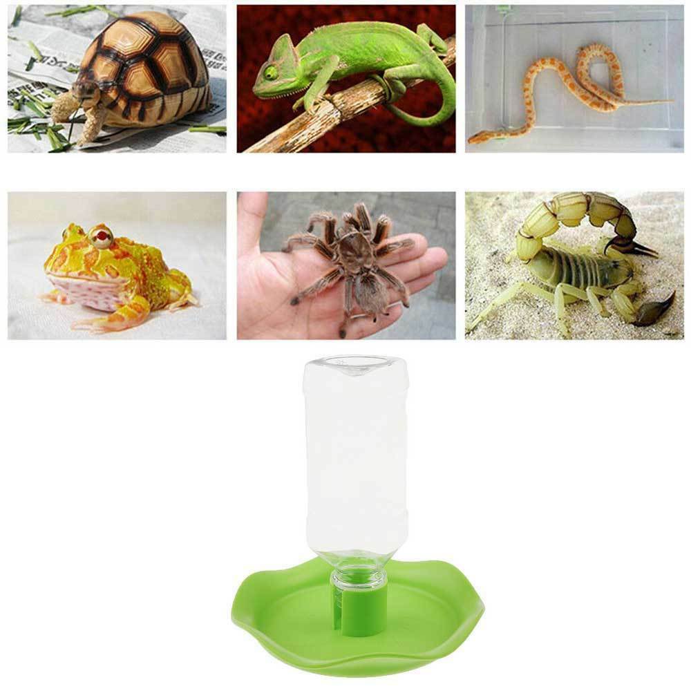 Automatic Water Bowl Container For Reptile Tortoise Spiders Lizard Green