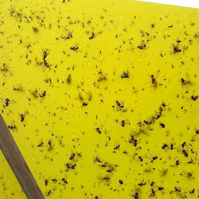 10x15cm 10X fly glue trap anti moustique aphids white flies fruit fly catcheBDA