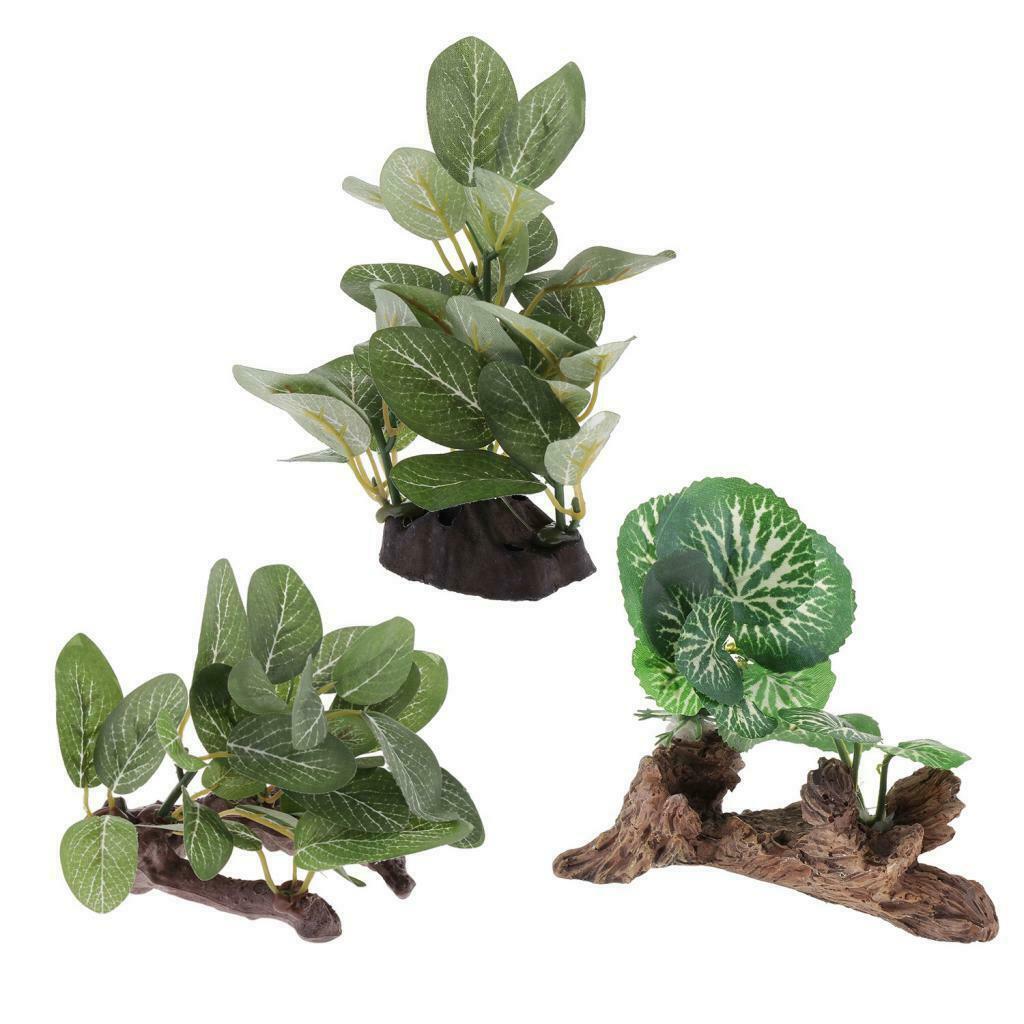 Reptile Plants Terrarium Plants for Bearded Dragons Lizards Habitat Type 1