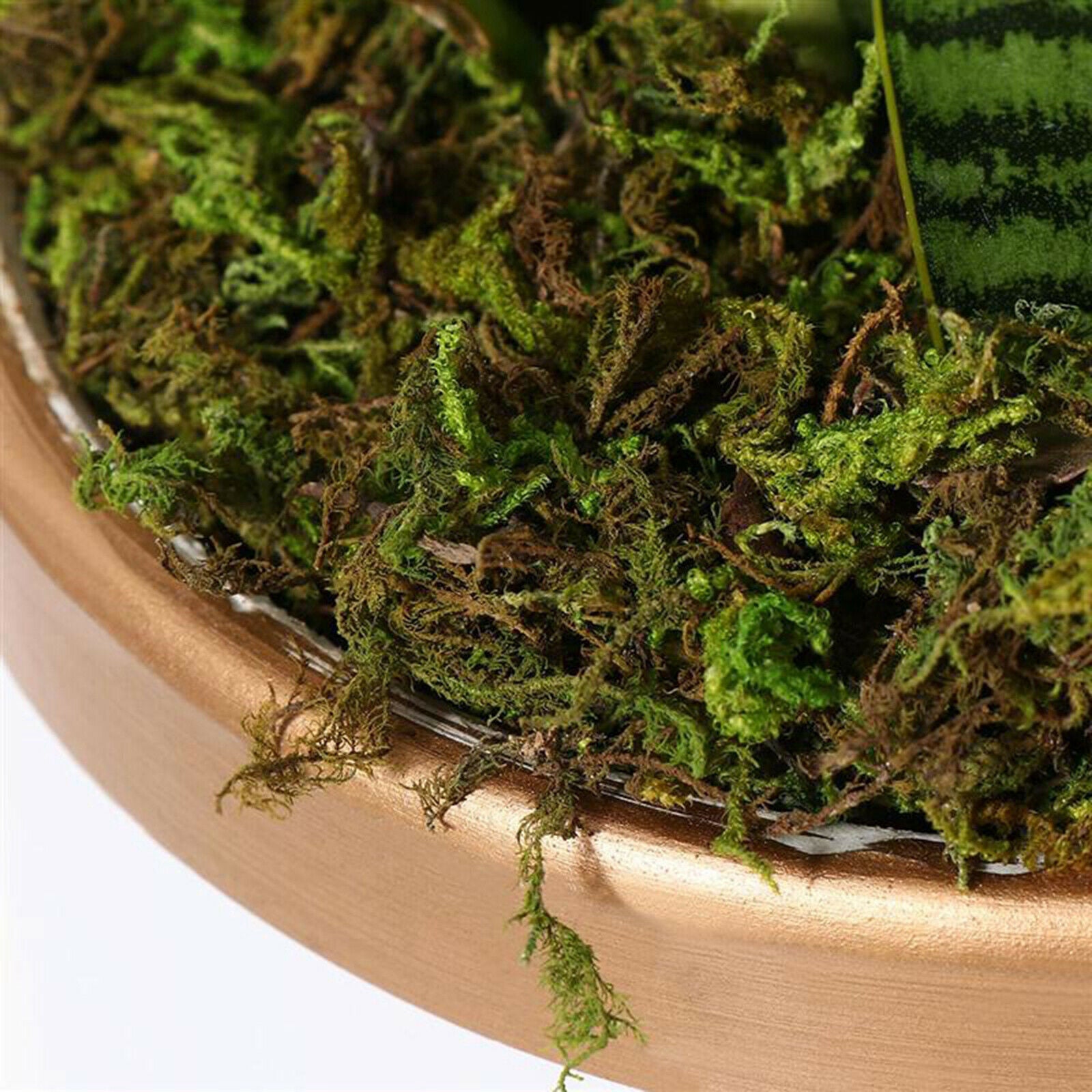 100g/bag Simulation Dry Moss Lawn Decor for Fairy Gardens Floral Project