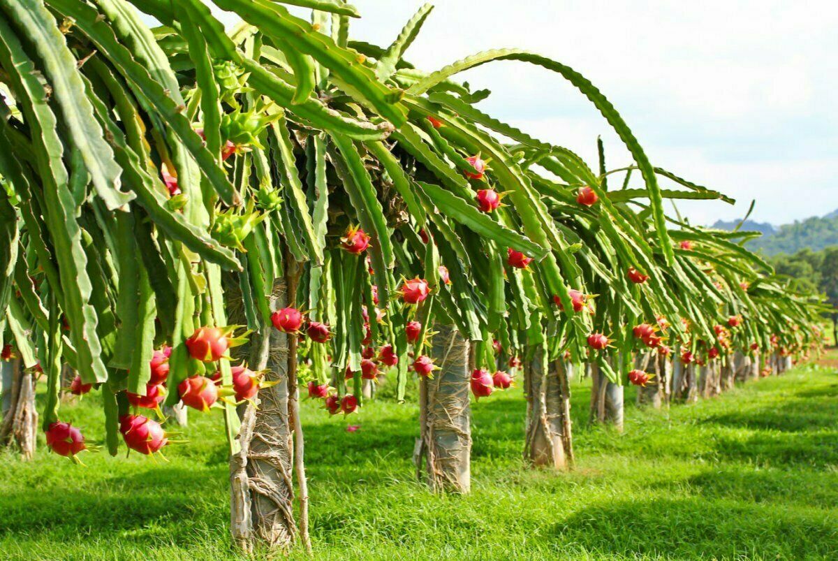 40 PCS Seeds Pitahaya Dragon Fruit Sweet Edible Fruit Home Garden High Quality