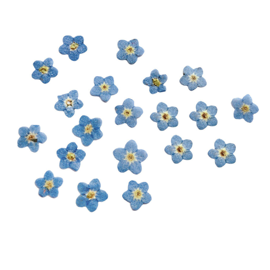 20x Small Pressed Real Dried Flowers Leaves DIY Jewelry Card Album