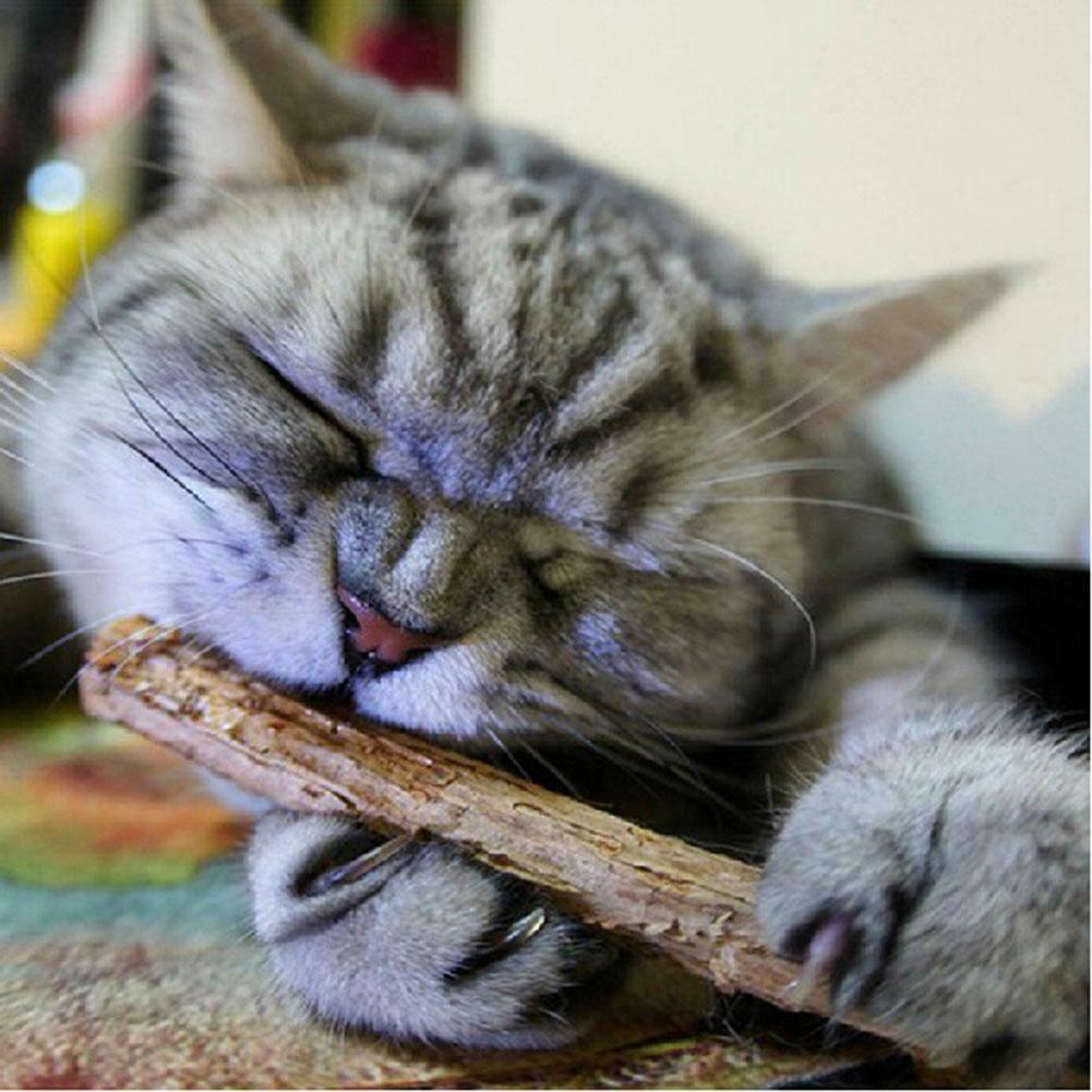 20pcs Natural Fruit Matatabi Cat Snacks Sticks Catnip Pet Cat Molar Rod @