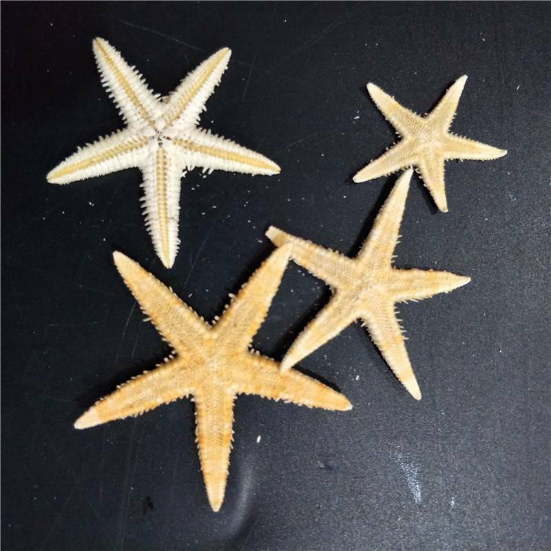 100Pcs Cute Small Mini Starfish Lot Sea Star Shell Beach Decor Craft DIY Making