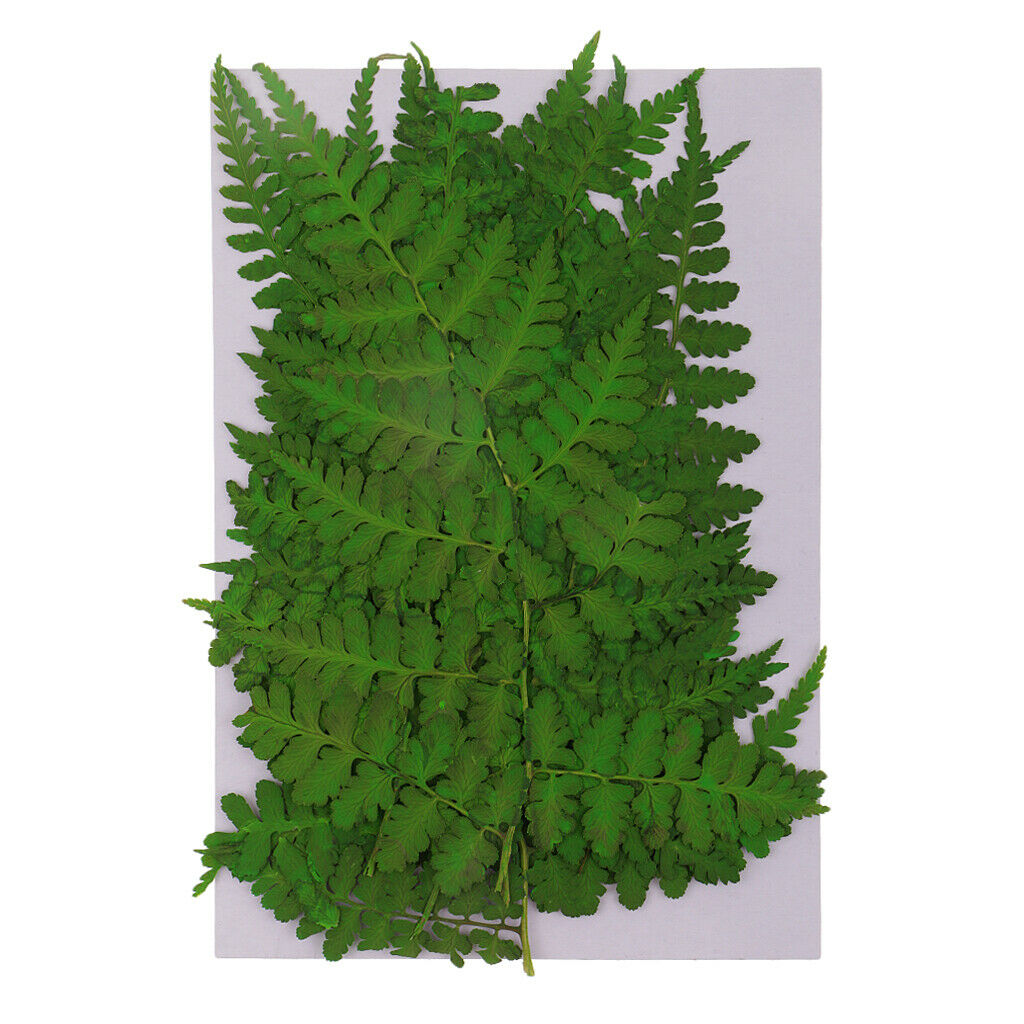 12 Pack Natural Pressed Leaves Press Dried Flowers Filler For Nail Art Decor,