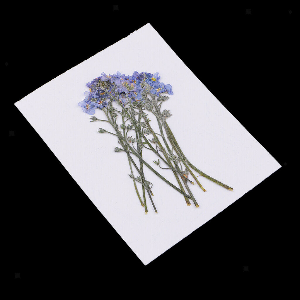 10 Pieces Real Pressed Press Dried Flower Forget me not Plant Specimen For Nail