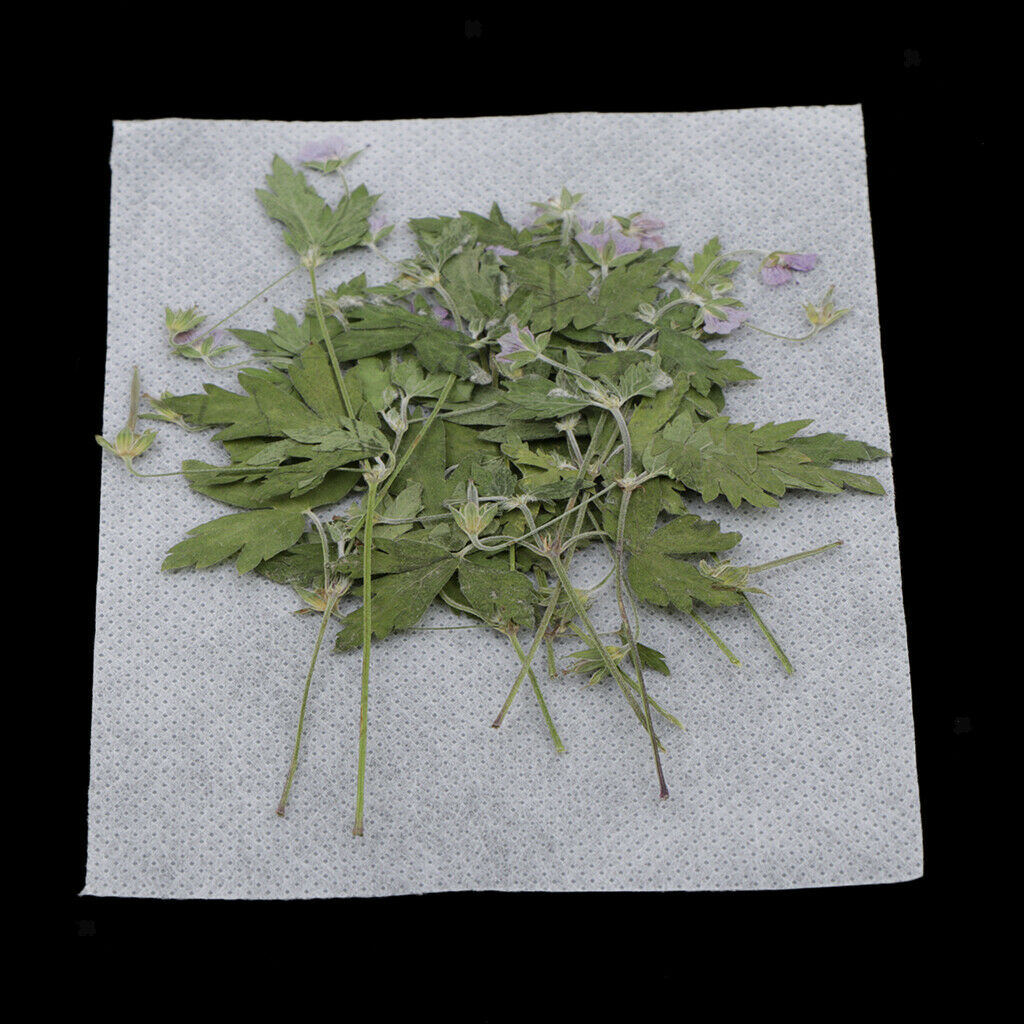 12Pcs/bag Real Agrimony Leaf Pressed Leaves Natural Dried Flowers for