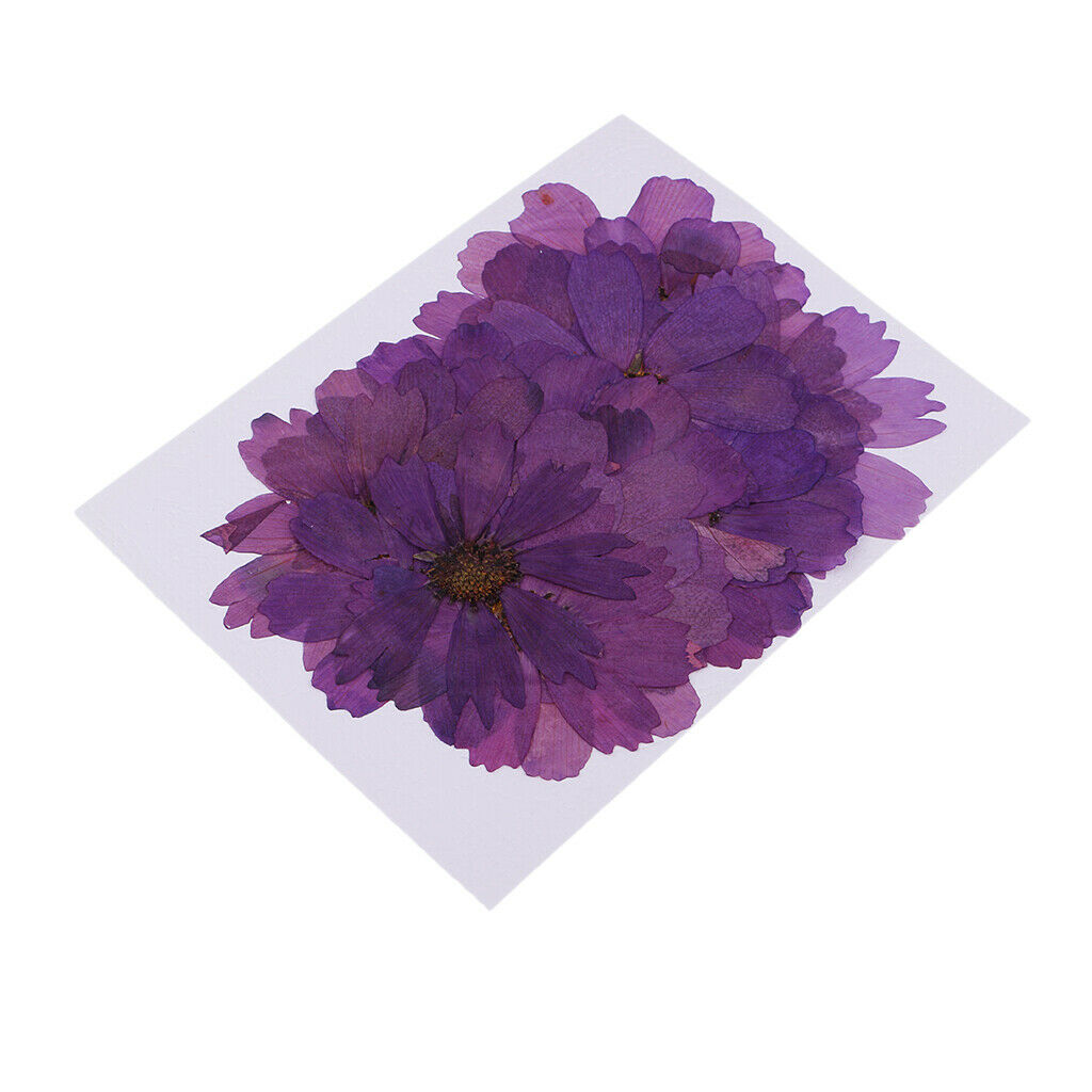 20  Coreopsis Dried Flower Embellishment For DIY Phone Case Decoration