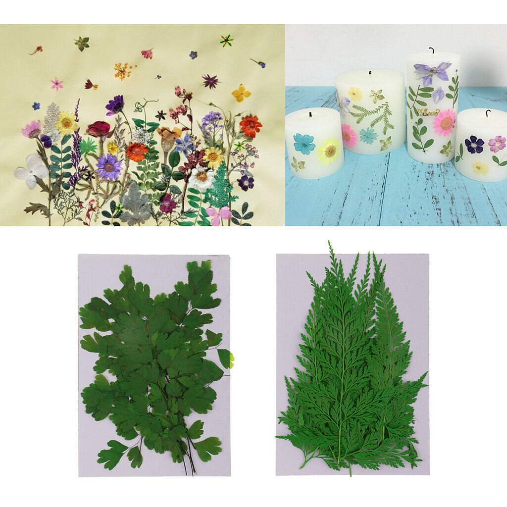 18Pcs Natural Press Ferns Leaves Pressed Real Dried Flower Dry Leaves for DIY