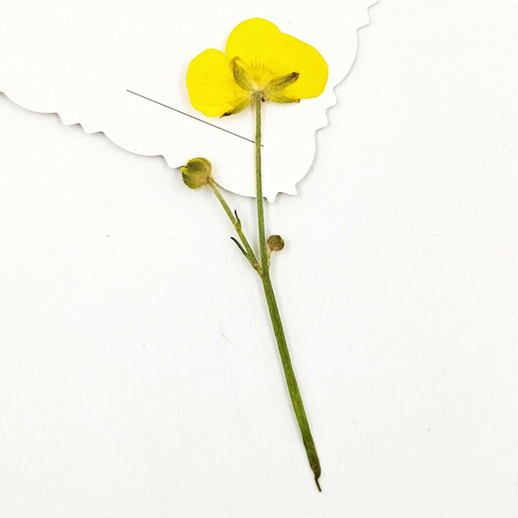 16x Real Dried Flowers Leaves Bookmark Jewelry Soap Making Wedding Nail Art
