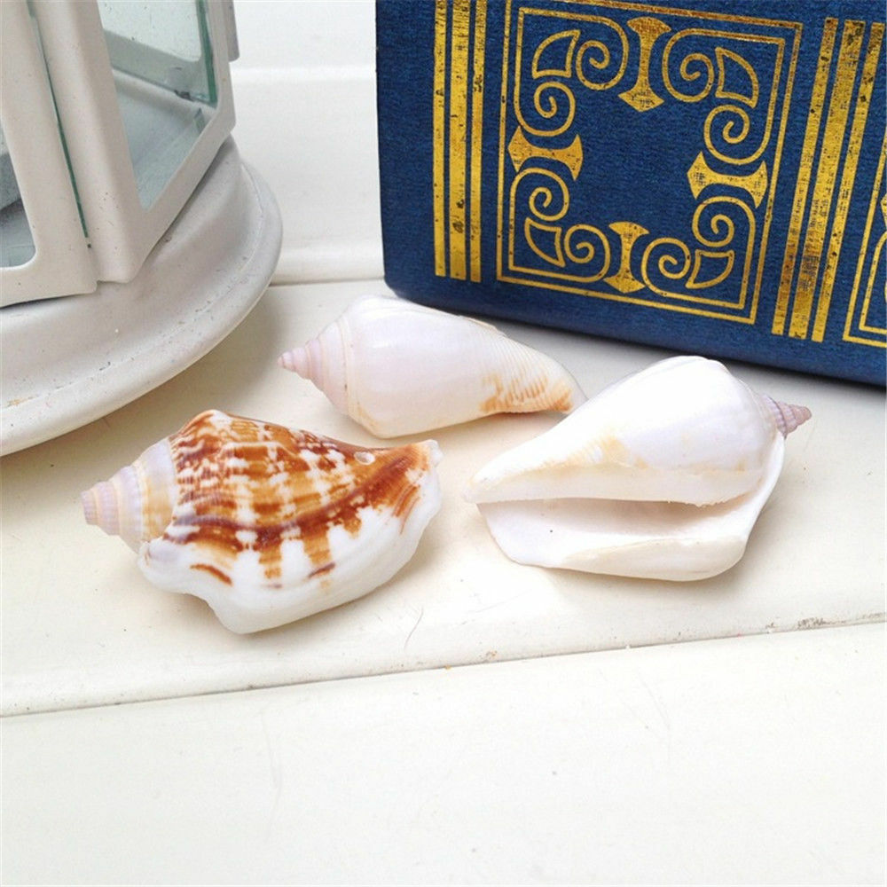 10 pcs Natural Sea Shells Strombus Conch Seashells 3cm -6cm DIY Craft Decor