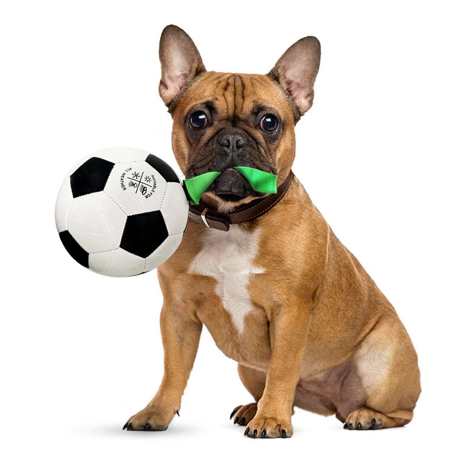 Pets Dog Soccer Interactive Ball with Grab Tab Easy Grip Lawn Swim Pool