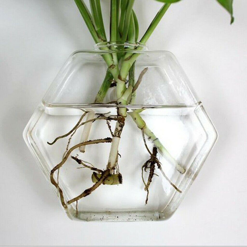 3 x Clear Hexagon Hanging Planters Small Fish Tank Wall Art Decor 13cm