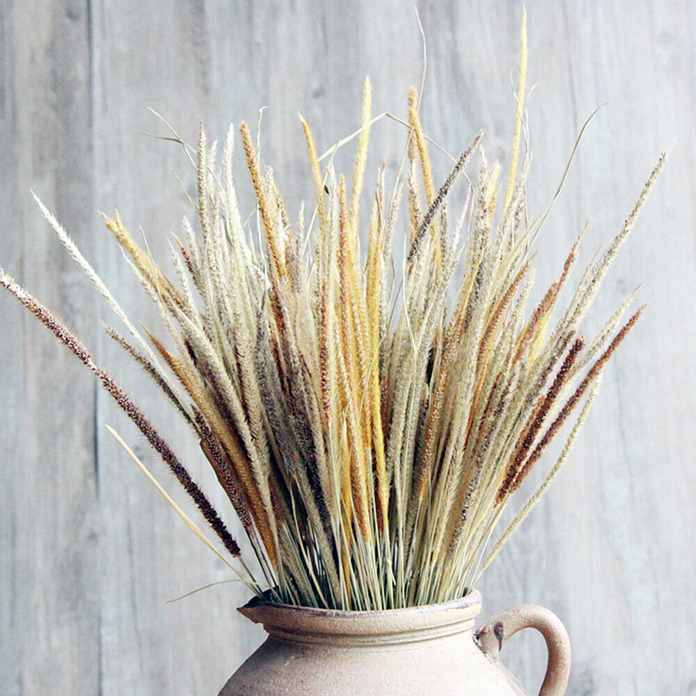 50X Natural Dried Flowers Goldenrod Reed Bunch Wedding Home Floral Decor DIY
