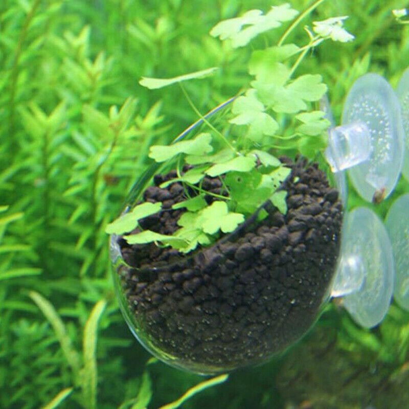 Fish Tank Mini Crystal Glass Pot Water Potted Aquatic Planting Cylinder C.l8