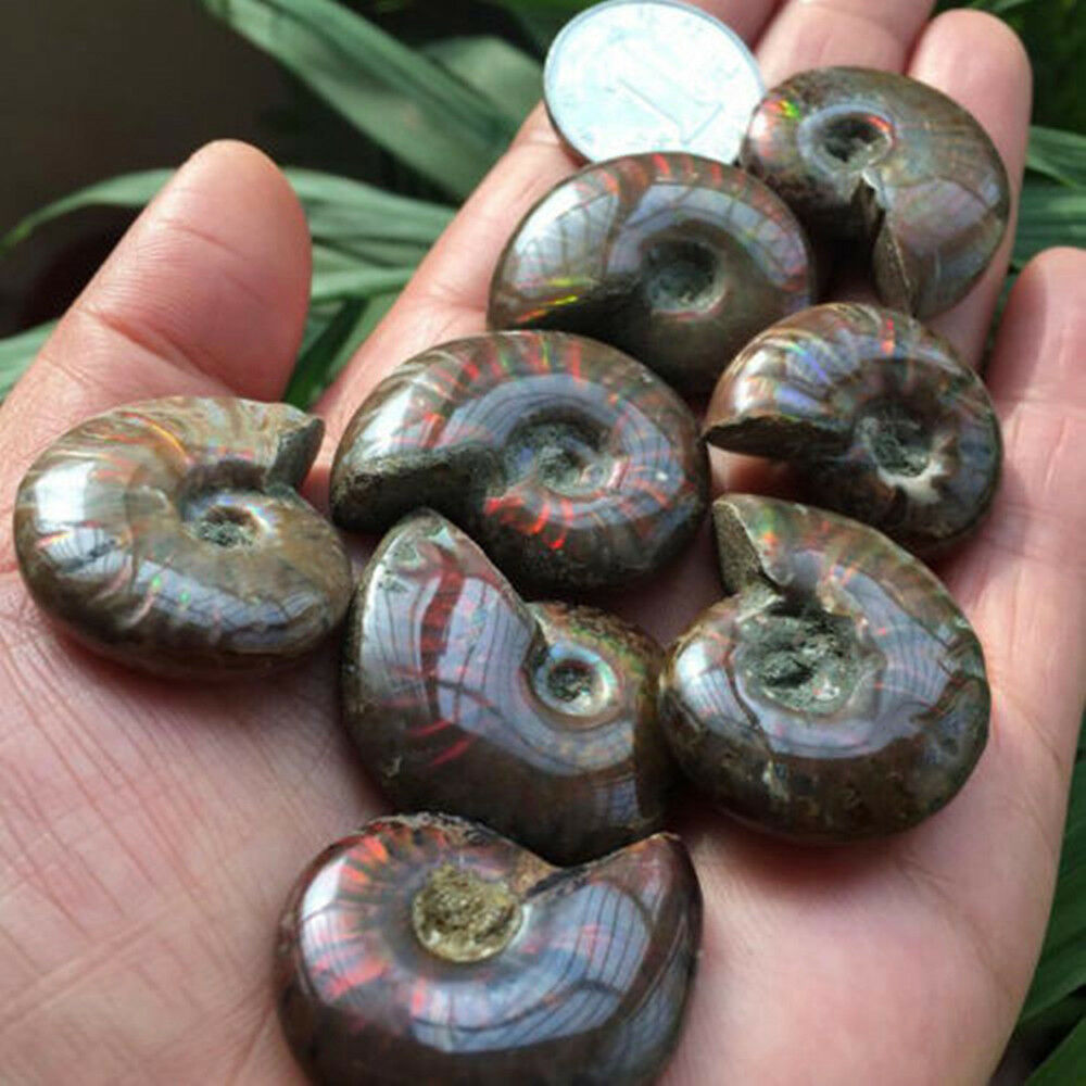 Natural Iridescent Ammonite Ammolite Facet Specimen Fossil Madagascar Hot AU