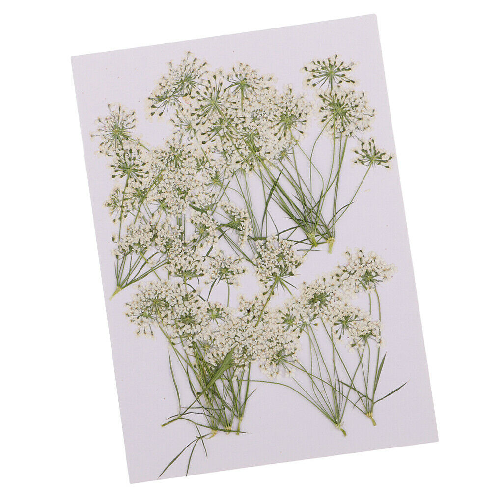 10x Dried Flowers Lace Flower For Scrapbooking Candle Facial Make Up Decors
