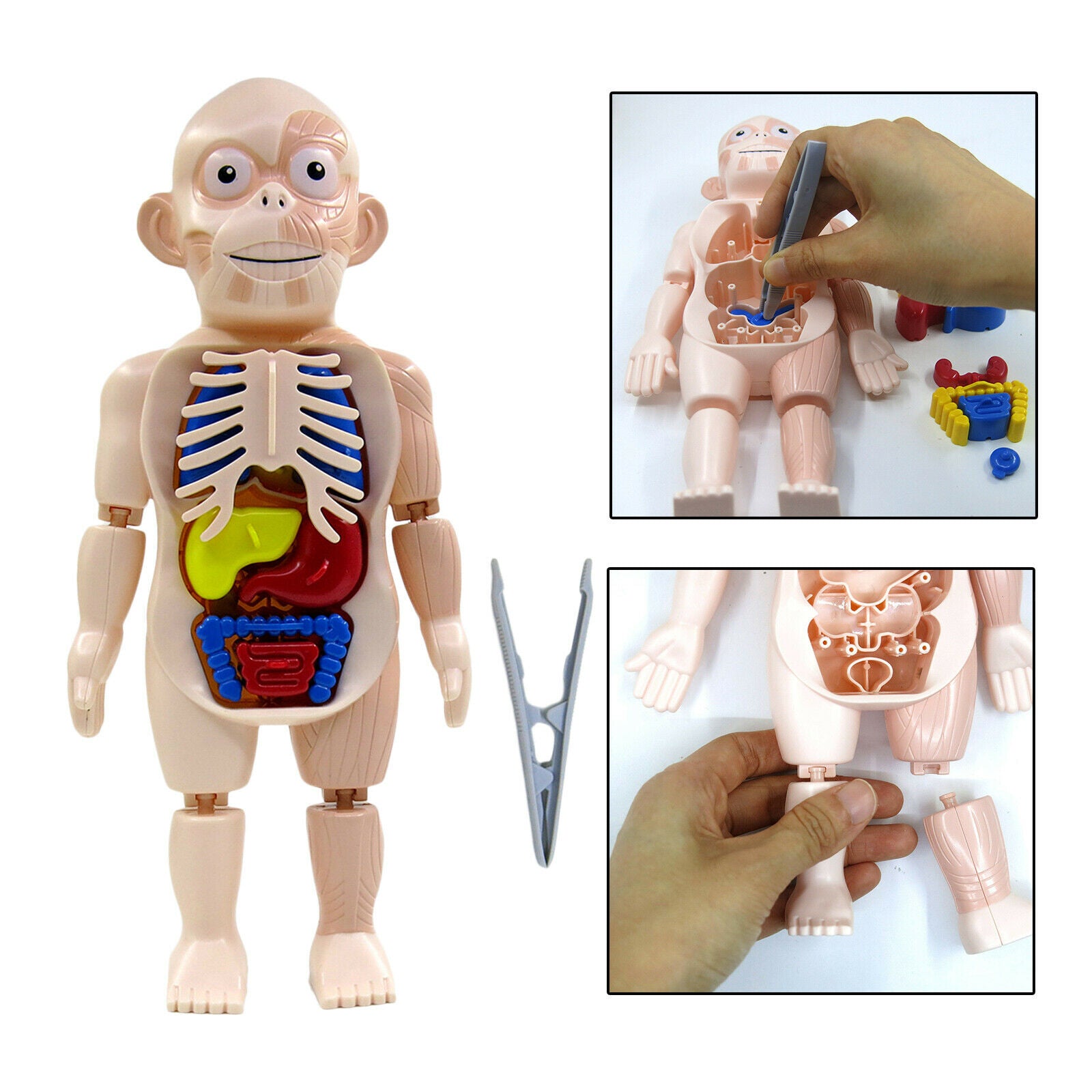 Realistic Human Body w/ Organs Anatomy DIY Toys Kits Body Organ for Science