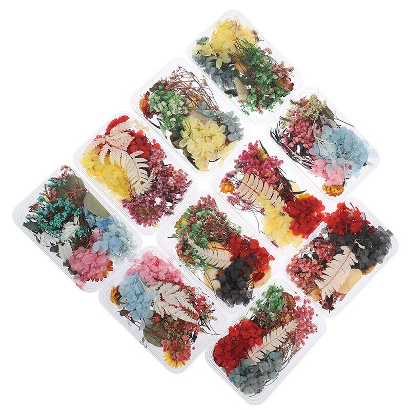 Mix Beautiful Real Dried Flowers Natural Floral for Art Craft Scrapbooking Re DF