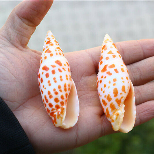 1 pc 7-9cm Natural Episcopal Mitre Shells Seashells Ornament Craft Decor HH6978
