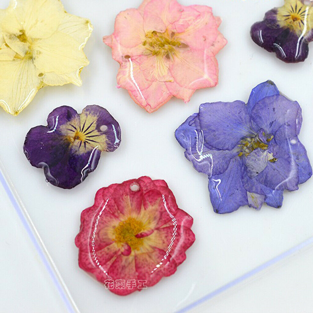 20-Piece Real Pressed Dried Flowers Violet for DIY Art Craft Scrapbooking
