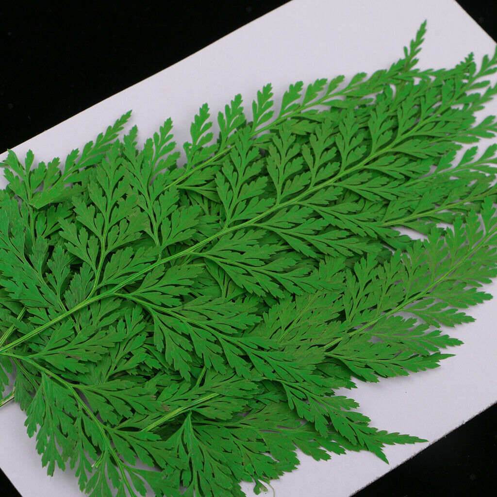 Set of 12 Pieces Natural Dried Flowers Pressed Leaves Jewelry