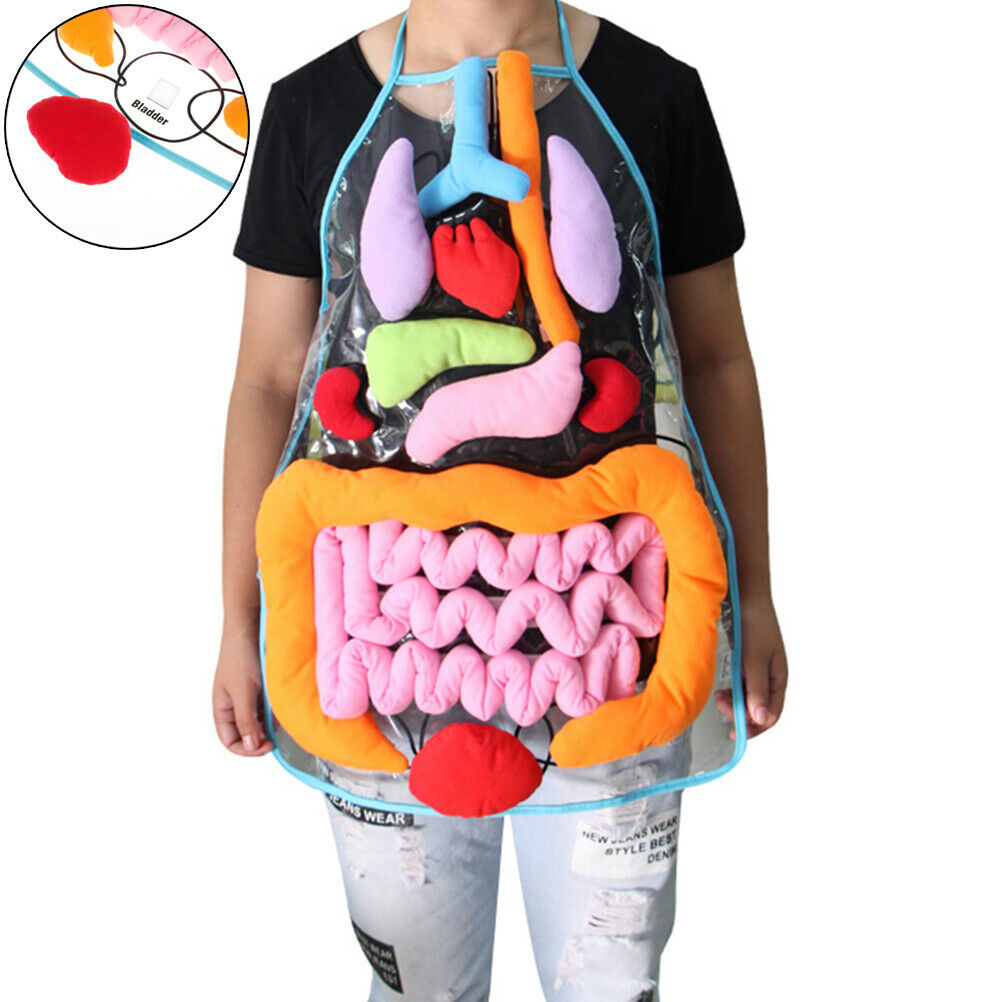 Anatomy apron human body organs awareness educational insights children  NrF TL