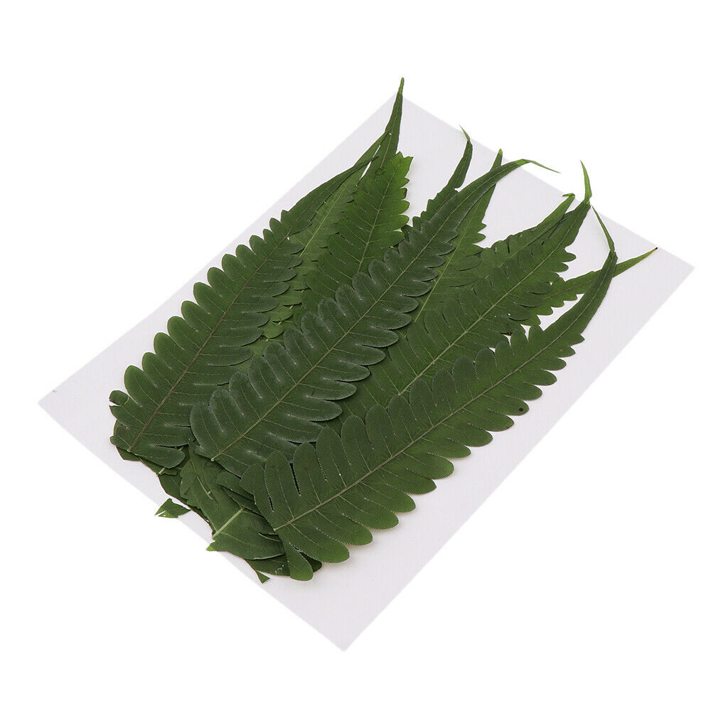 12Pcs Natural Real Dried Fern Leaves Pressed DIY Phone Case Decor Bookmarks