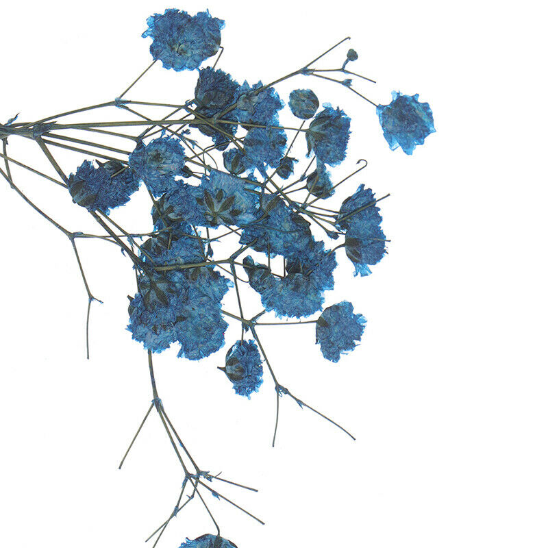 10x/Set Mini Gypsophila Cute Dried Flower Wedding Decoration DIY Hand acc.l8
