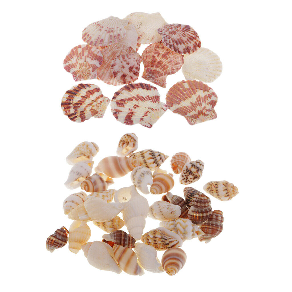30x Sea Shells Mixed Beach Seashell DIY Accents for Candle Making Decoration
