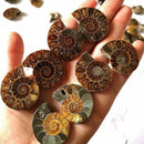 1 Pc Half Cut Natural Ammonite Shell Fossil Specimen Madagascar Decoration