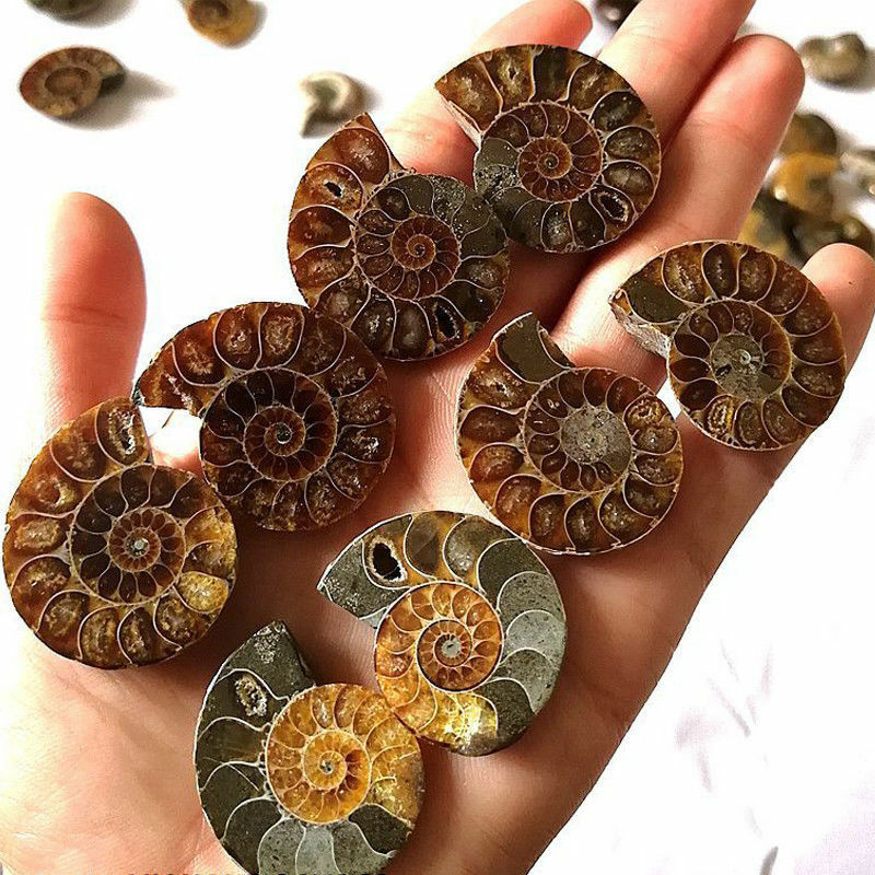 1 Pc Half Cut Natural Ammonite Shell Fossil Specimen Madagascar Decoration