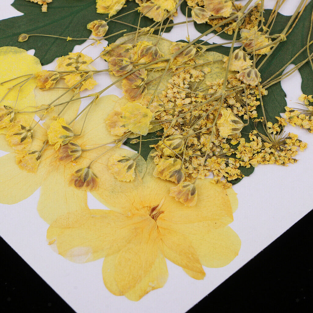 1 Bag Real Dried Pressed Flowers Yellow Flower for Art Craft DIY Silicone