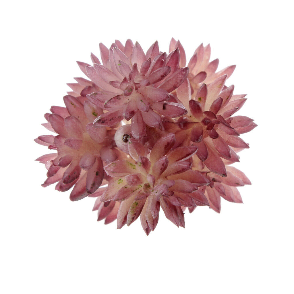 Artificial Foliage Succulent Sedum Hispanicu Plants Wedding Party Decor DIY