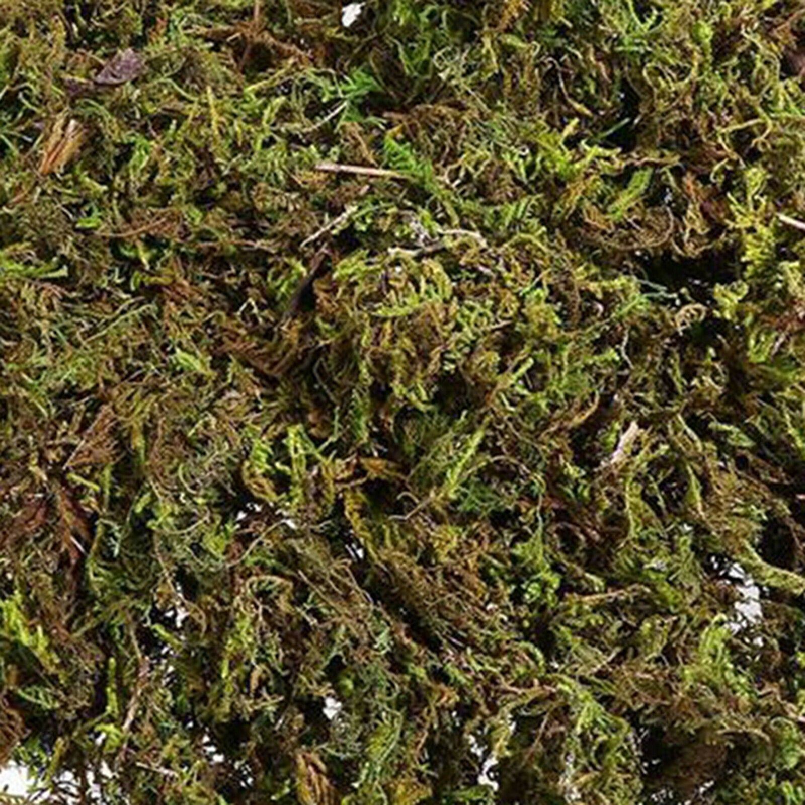 Artificial Dry Green Moss Lawn Flower Pot Decor Terrariums Arts Wedding