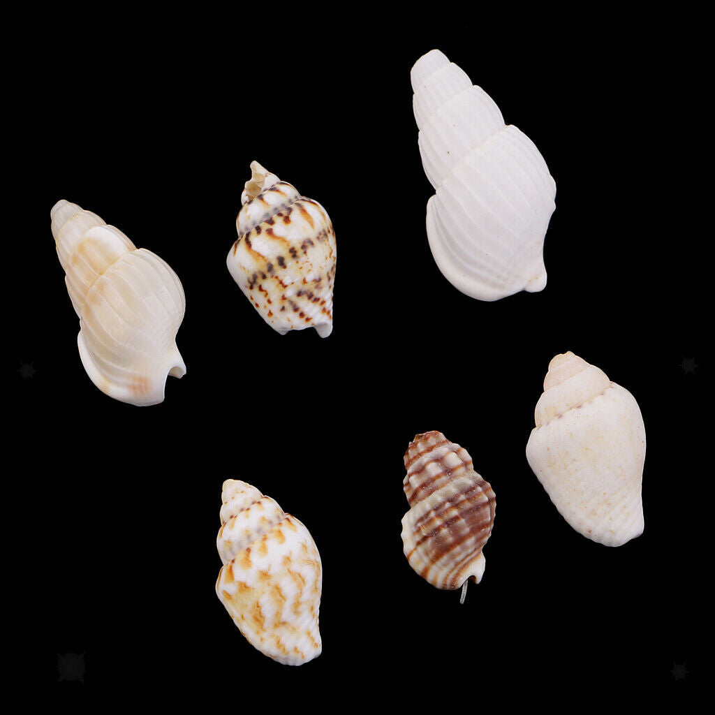 30x Sea Shells Mixed Beach Seashell DIY Accents for Candle Making Decoration