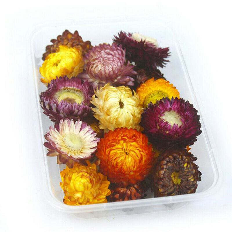 1Box Natural Colorful Chrysanthemum dried Flower heads Craft DIY Accessor.l8
