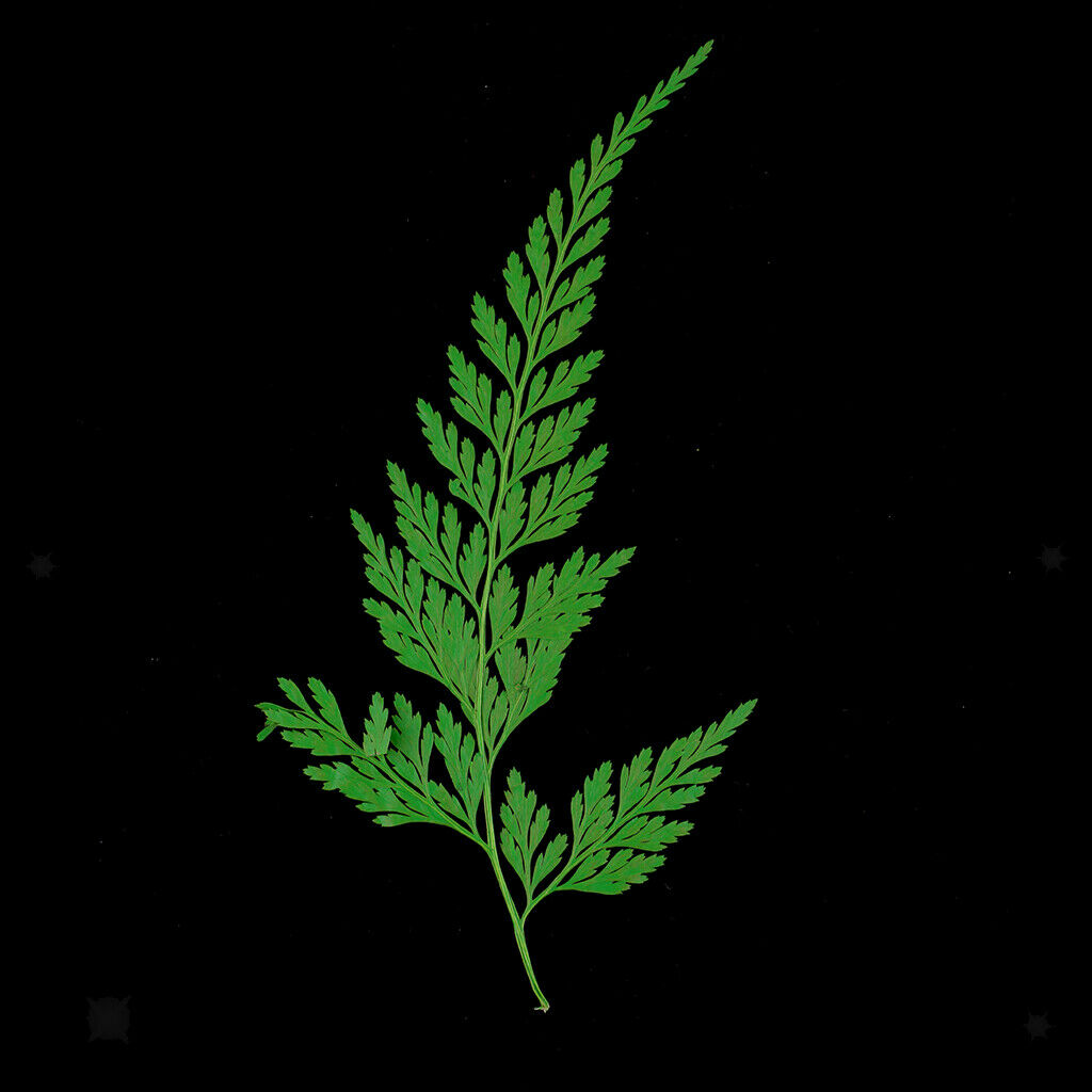 12 Pressed Dried Leaves Plant Specimen For DIY Art Craft Scrapbook Card Gift